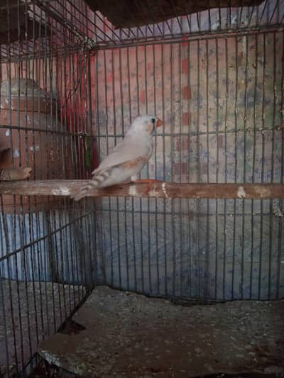 CFW Male & black cheek