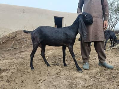 breeder female for sale