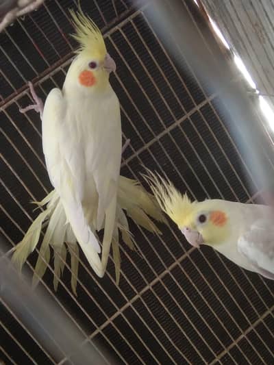 Cream Cocktail Breeder pair