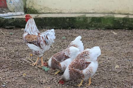 Splash Wyandotte,Silver Wyandotte,Eggs & Chiks Available
