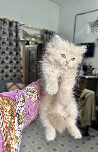 Persian Male For sell WhatsApp(03160203195)