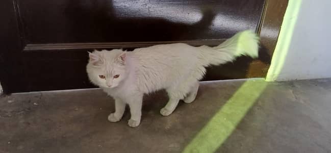 persion cat healty and play full