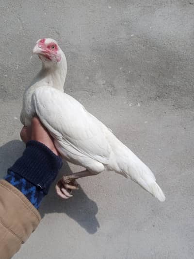 white madi available for sale