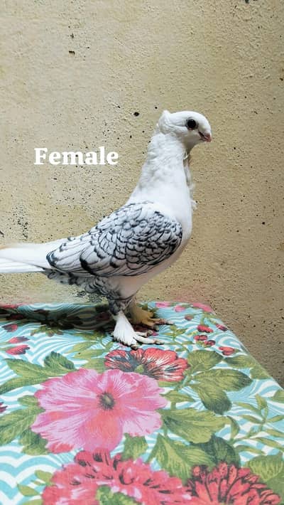 Sentient Black cherry Female