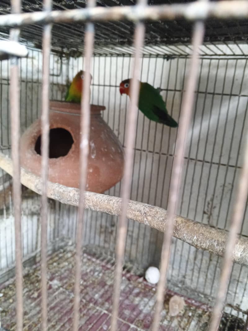 breader pair and breading boxes 02 0