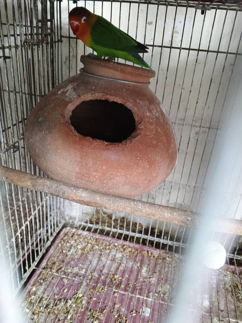 breader pair and breading boxes 02 1