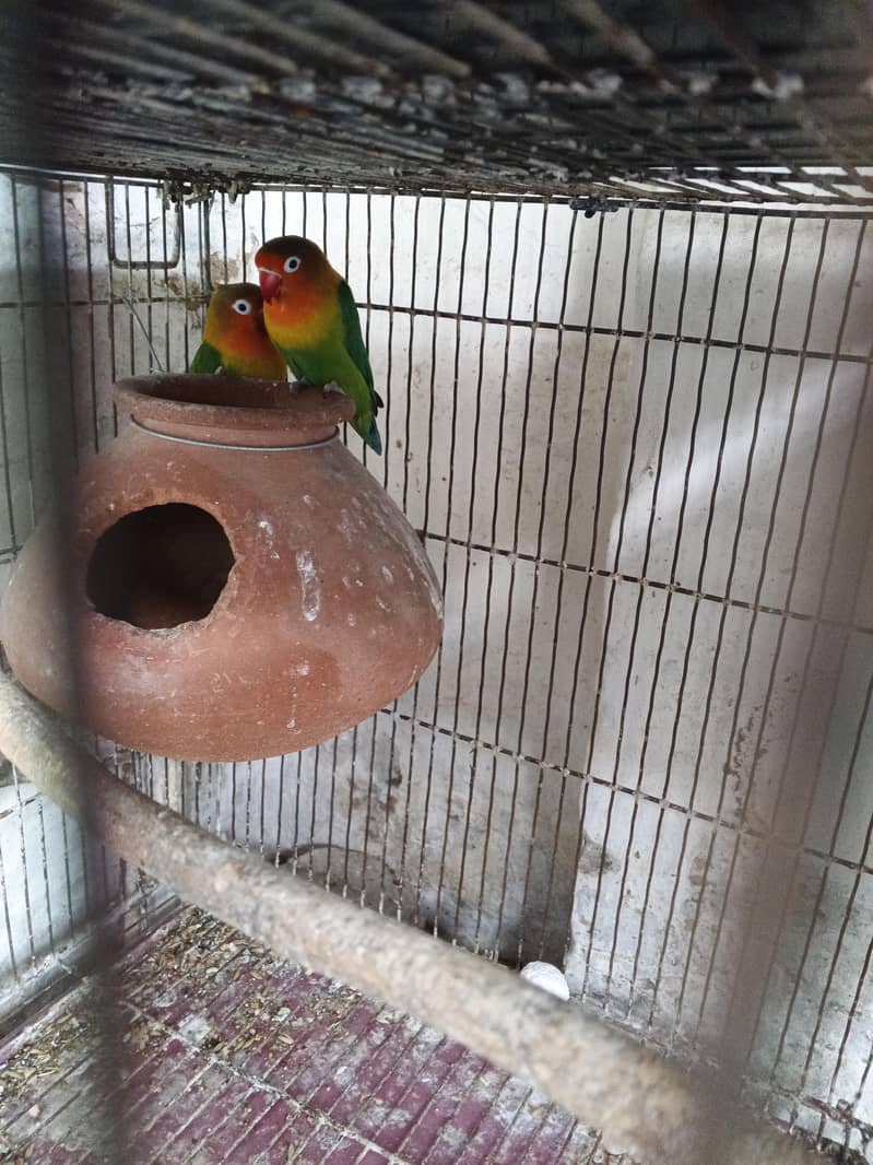 breader pair and breading boxes 02 2