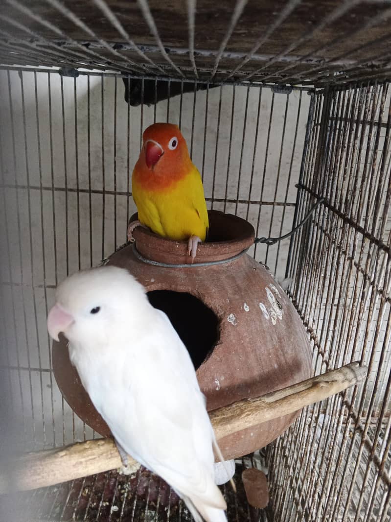 breader pair and breading boxes 02 3