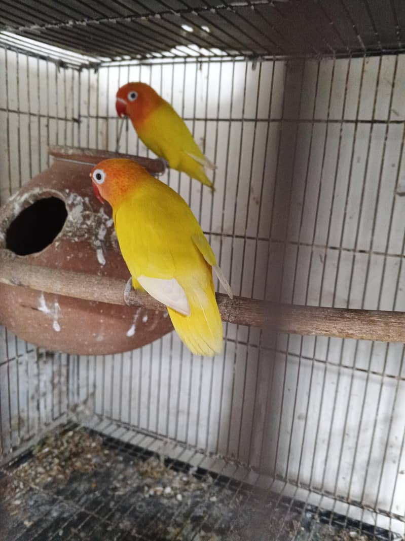 breader pair and breading boxes 02 4