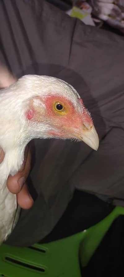 aseel whire hira female