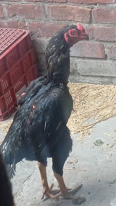 Shapoo pair Whatapp number 03234709698