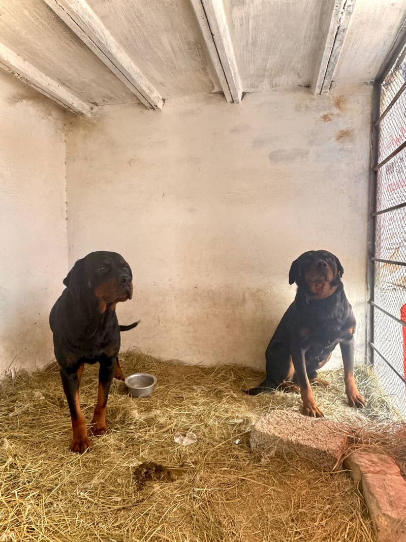 Rottweiler 2