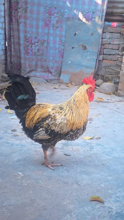 Golden misri For Sale