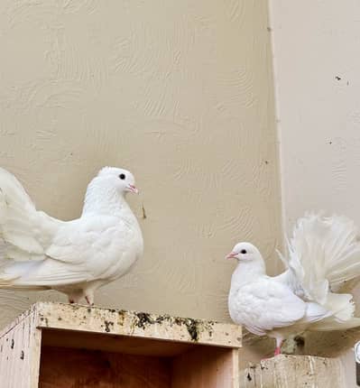 Pure White Fancy Pigeon Pair for Sale