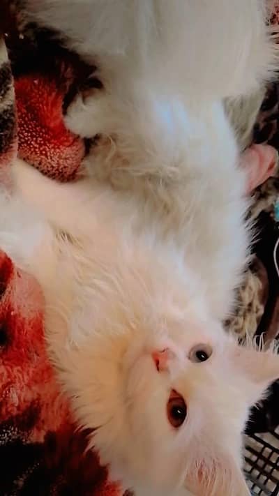 male persian kitten for sale