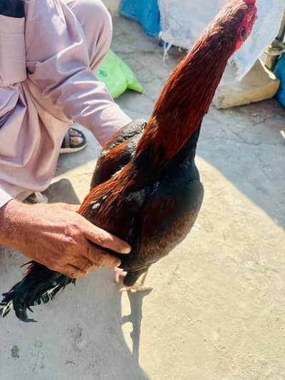 03 Pure Aseel Mianwali  Murgha for sale