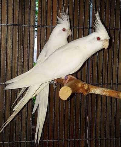 Eno red eyes 2 female ready to breed age 10 months