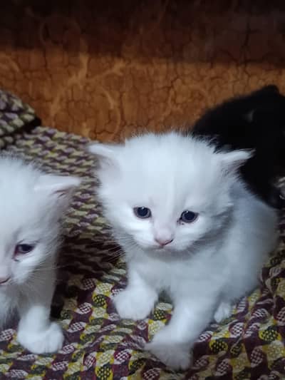 Persian good breed cat kittens