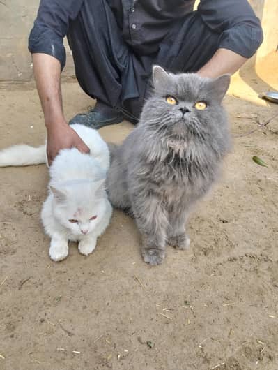 triple coat cat very beautiful and trained