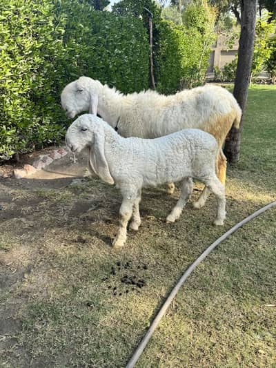 Beautiful Gulabi Larkana sheep with 1.5 month old Male Kid