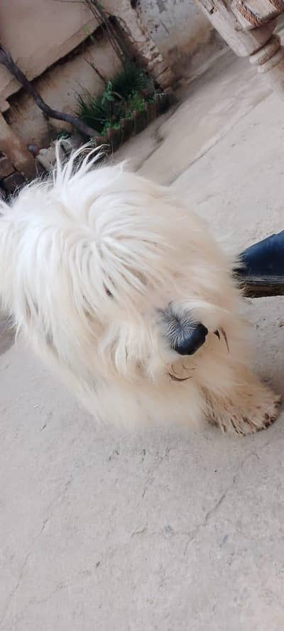 halty and flay ful dog avilable