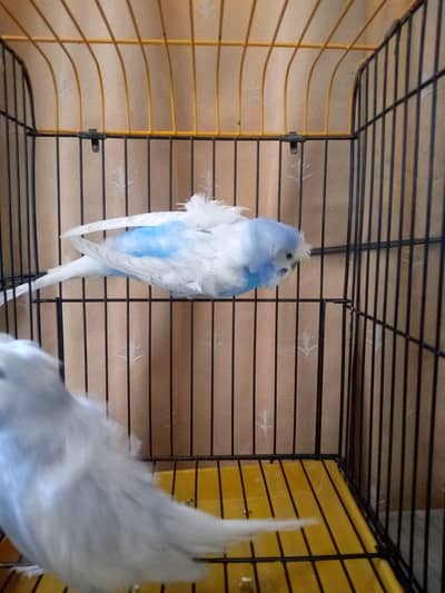 Hogoromo Double flower Breeder Pair