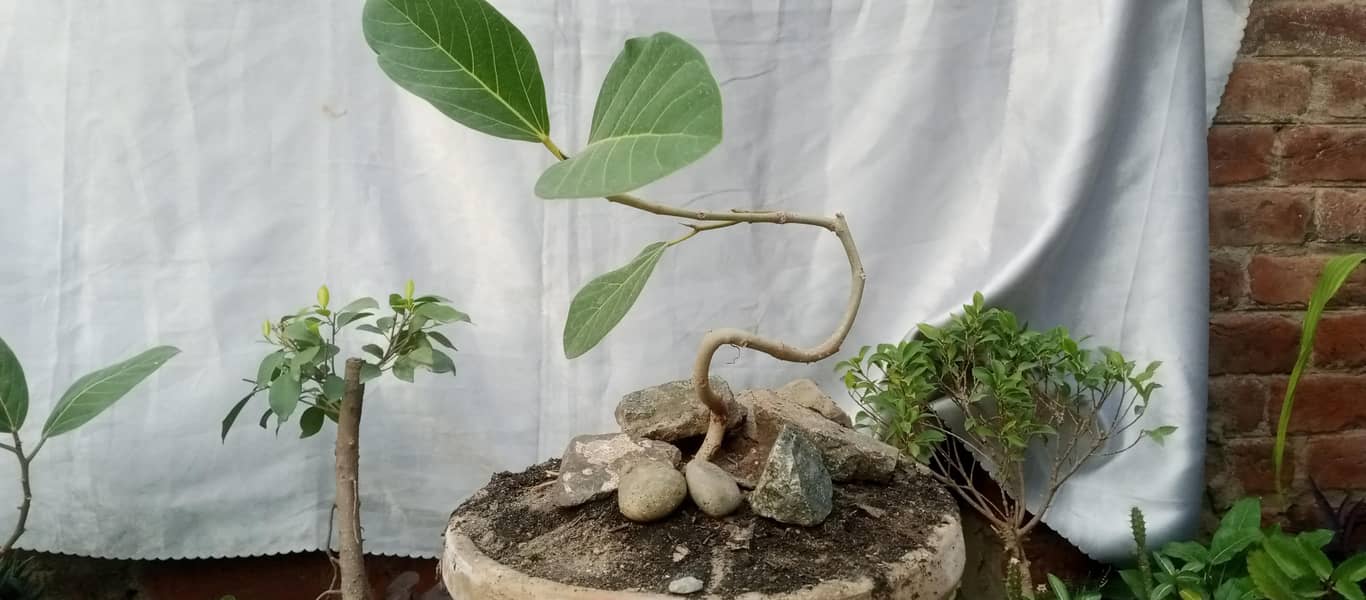 Bonsai 0