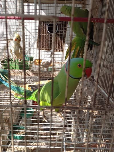 green ring neck breeding pair