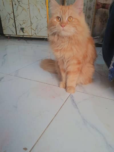 prison cat yellow colour