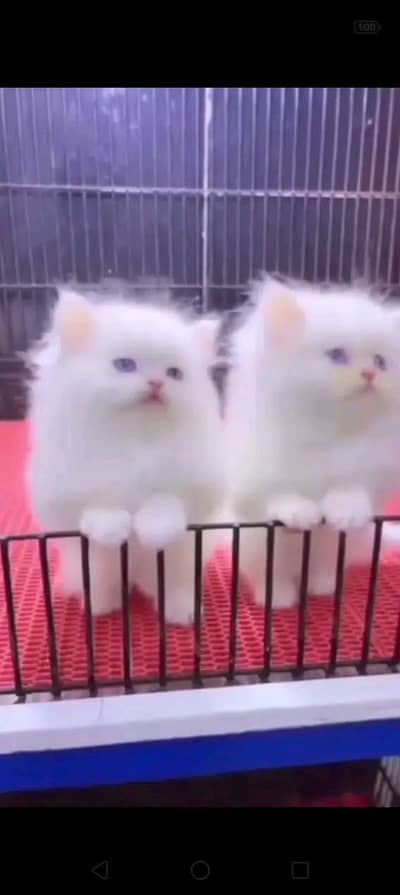 Persian kittens
