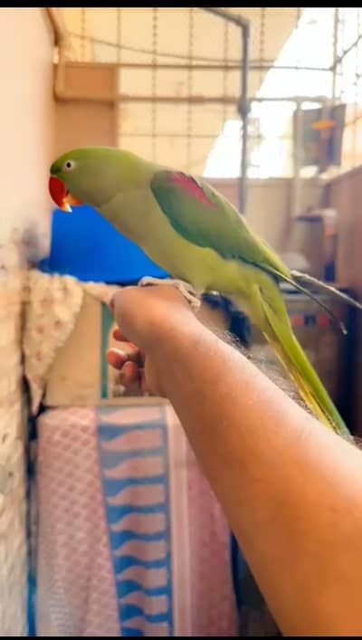 Raw/pahari/kashmiri/Alexander full hand tame talking 03190150180