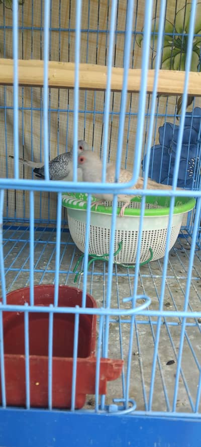 We have all type of birds