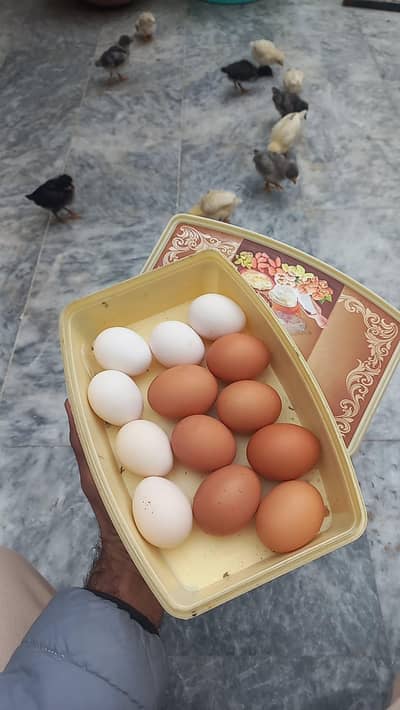 Lohman Fertile Eggs