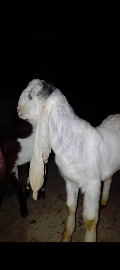 kamora bakra khasi karwaya hy abhi 3 4 vedio hy