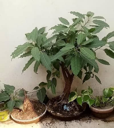 Bonsai plant pilken