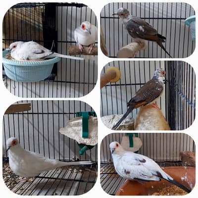 Pied Dove Breeder Pairs