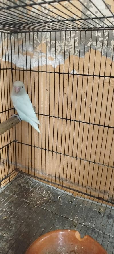 LOVE BIRDS/BREEDER PAIRS/BABY CHICKS/BOXES/cage WATSAP 03027223033