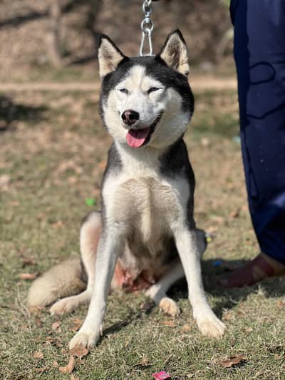 Siberian Husky female | breeder female