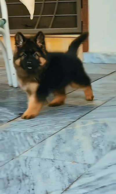 German Shepherd pappi mail long coat for sale