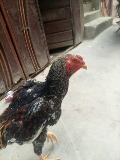 aseel shamo god qulity