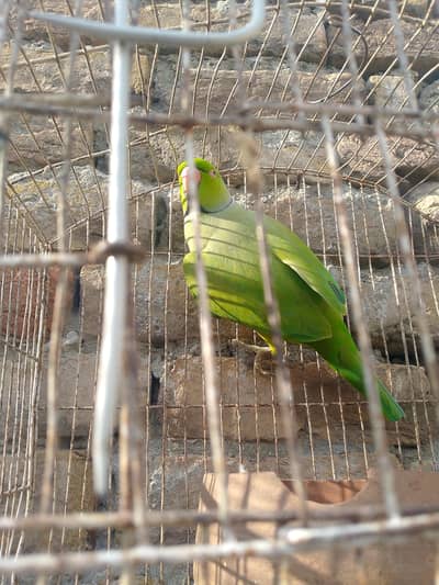 perrot