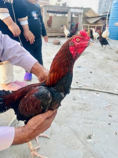 03 Pure Aseel Mianwali Murgha for sale