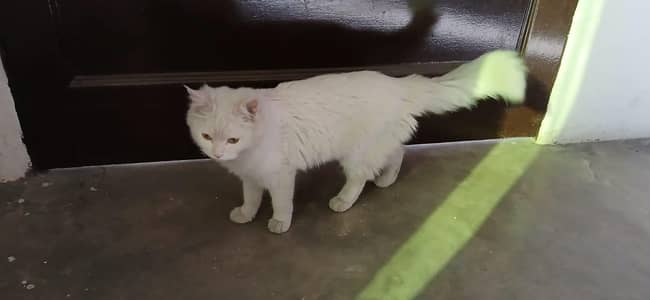 Persian female cat double coat (wtsp 03364993867)