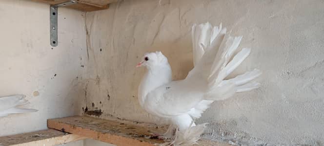 fancy Lucky white pigeons for sale 2 pairs