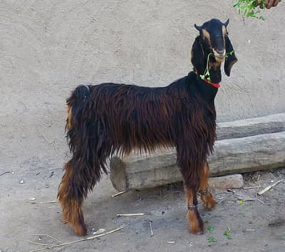 Pure Nachi Dancer 2 Male or 1 Female