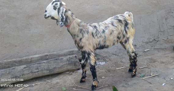 Pure Nachi Dancer 2 Male or 1 Female