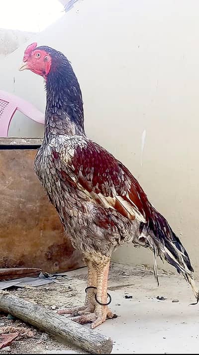 High quality Breeder Male