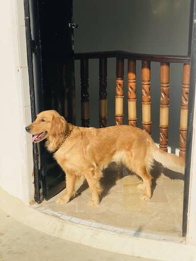Golden retriever female puppy