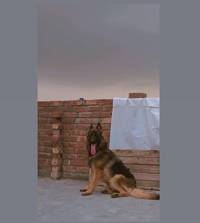 Long coat German shepherd breeder female for sale