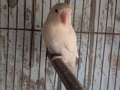 Albino Female Breeder